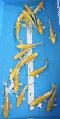 Neuer Import 2025 - Yambuki Ogon - Preis pro Stck