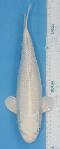 Neuer Import 2022 - Platin Ogon
