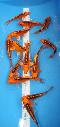 Neuer Import 2025 - Mizuho Ogon - Preis pro Stck - 40 Stck