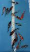 NEU 2012 - 7 St�ck Goromo / Doitsu Kohaku / Kujaku / Doitsu Sanke - Preis pro St�ck
