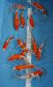 Neue Selektion 2022 - Kohaku + Ginrin Kohaku - Butterfly Koi - 14 Stck - Preis pro Stck