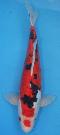 NEU 2012 - 6 St�ck Doitsu Kohaku / 2 St�ck Beni Kikokuryu - Preis pro St�ck