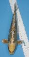 Neue Selektion 2023 - Big Scale -