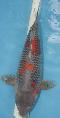Neue Selektion 2022 - Ochiba Shigure -