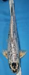 Neuer Import 2025 - Big Scale