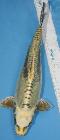 Neue Selektion 2023 - Big Scale -