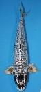 Neuer Import 2025 - Big Scale